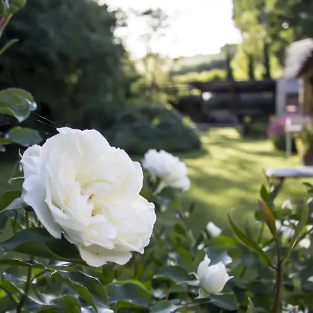 Daire Pranavita, B&B Naturale